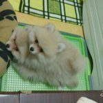 강아지 이름좀 추천해줘라 !