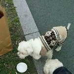 [<b>동행</b>세상] 치로에게 두번 버려지는 아픔을 겪지 않도록 가족이 되어주세요...