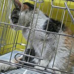 [<b>동행</b>세상] 교통사고로 하반신 골절상태로 구조된 길냥이 수니 다시...