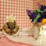 [하늘다람쥐] 오손도손 잘 지내는 우리는 하늘다람쥐 <b>두루뭉실</b>네 입니다^^