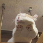 [시우민] 시우민) <b>낮잠자</b>는 우밍냥