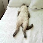 급 <b>더위</b>에 널브러진 고양이