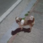 [댓글부탁해] +)추가 어떤 <b>미친년</b>이 강아지 버리고갔어