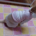 나의 동거남 <b>도칠</b>이 야매미용 그 후~