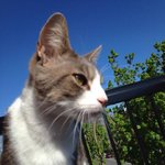 [플루토] 몬트리올 고양이 플루토