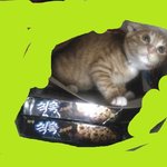 치/즈/태비 고양이 <b>분양</b>합니다