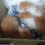 <b>단원구</b> 아기고양이 3마리좀 살려주세요!