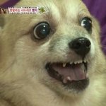 흐호캉ㄹㅋㅋㅇ