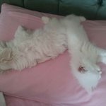 [고양이] 고양이와 멍멍이는 <b>원수</b>일까요?