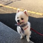 [강아지] 장모치와와&amp;<b>포메</b>.꽃미모로 돌아왔다(4탄)