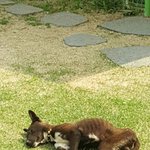 [<b>동행</b>세상] 뼈가 드러날정도로 배고픈 길생활을한 둥이.