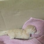 [EXO] 엉엉새끼고양이 <b>어뜩</b>함