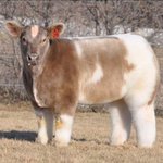 [드루와] 피지 개큰거 뽑음 축하좀 (<b>미리</b>보기방지)