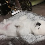 [강아지] [포메] 우리<b>흰자</b> 잠을 개처럼좀 자라 !