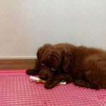 푸들 분양받았는데 털이 이상합니다.봐주세요ㅜ <b>믹스</b>견인걸까요?