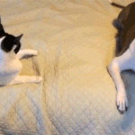 보호본능 일으키는 <b>눈치</b> 보는 강아지