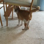 저희엄마 고양이아들이 손주고양이를 데려왔어요ㅋㅋㅋ