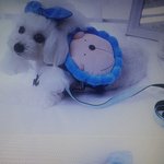 [EXO] 우리 강아지 이거 <b>사</b><b>줄</b>건데