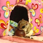 [하늘다람쥐] 하늘다람쥐 뭉실이의 밤 <b>사수</b>작전!!