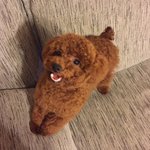 [강아지] 아직 아가 <b>순이</b>