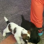 [태권V새깜] 성은 새 이름은 깜......태권브이 새 깜이랍니다...