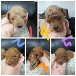 [강아지성장] 우리 아깽이들 사진<b>투척</b> (강아지사진이예용 ㅎㅎ)