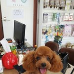 [강아지] 말썽많은 <b>보리</b>