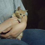 재건축지에서 형제 모두 잃고 홀로 울고 있었던 <b>잉잉</b>이의 가족이 되어주세요.