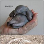 압도적 비주얼의 희귀 <b>생물</b>들