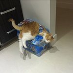 <b>집사</b>에 도움이 필요한 순간