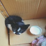 [유기묘] 버려진 아기고양이의 <b>집사</b>가 되어주세요 ㅠㅠ