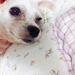 [댓글부탁해] ㅋㅋㅋㅋ<b>울</b><b>집</b>강아지 누워있는데