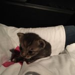 [부산]2주된 아기고양이 <b>입양</b> 가능하신분 계실까요?