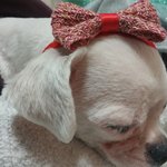 이제는 개가 되어버린 꼬미....ㅋㅋ