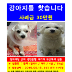 강아지를 찾습니다.
