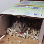 [조언부탁해] 옆<b>반애</b>한테 학대당하던 햄스터 구출