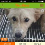 [동행세상] 두번 버려지는 아픔을 겪지 않도록 마루에게 가족이 되어주세요...