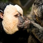 볼수록 매력 있는 <b>사키</b> 원숭이