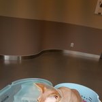 코코 <b>발사</b> (+병원 후기) 하임 동물병원