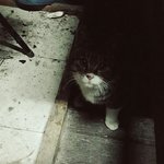 길고양이 <b>사료</b>!