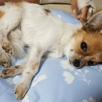 강아지 입양 보냈는데 아파요