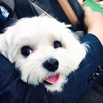 잘생긴 말티즈 <b>쿠키</b>를 또 소개 합니다