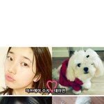 아이유 박신혜 수지,가 키우는 강아지.jpg