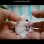 [세븐틴] 권<b>햄</b><b>찌</b> 이거 아니냐