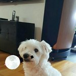 [방탄소년단] <b>아미밤</b>물었당
