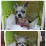 죽을 위기에게 <b>구조</b>된 요크셔 강아지ㅠㅠ 꼭 봐주세요