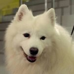 사모예드 미용<b>전후</b>
