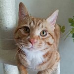 [고양이] 우리 집 냥이들의 사랑스러움