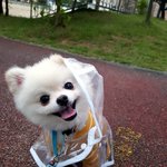 ＃아톰 귀여운 포메이야기2