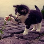 꽃과 고양이 <b>조합</b>은 사랑입니다